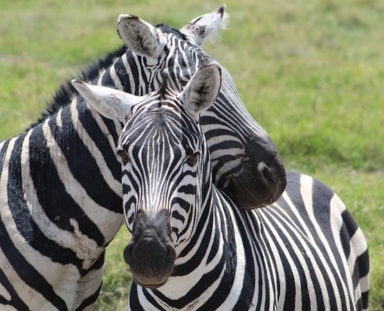 2 Days 1 Night Safari