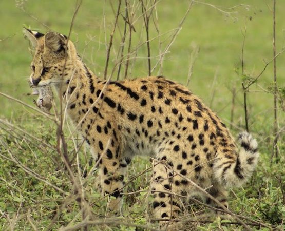 3 Days 2 Nights Safari