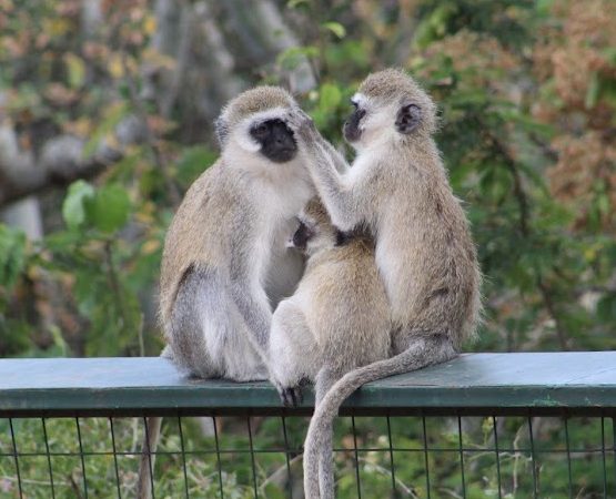 5 Days 4 Nights Safari