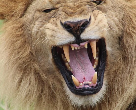 6 Days 5 Nights Safari