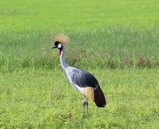 7 Days 6 Nights Safari