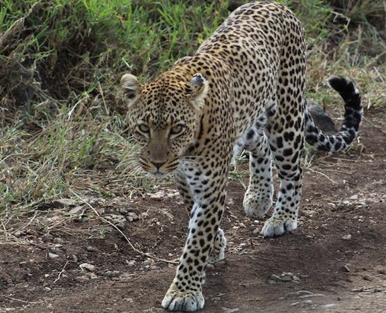 8 Days 7 Nights Safari