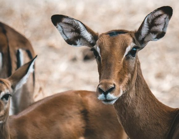 Day Tour Arusha National Park