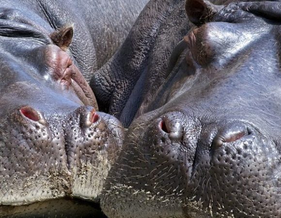 Day Tour Lake Manyara National Park