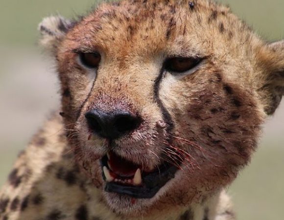 Day Tour Ngorongoro Crater